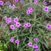 Pack 5 Mexican Petunias Live Plants - Ruella Simplex Petunia Plants for Outdoor Planting - 6 to 8 Inch Tall - Vibrant Blooms for Gardens, Purple