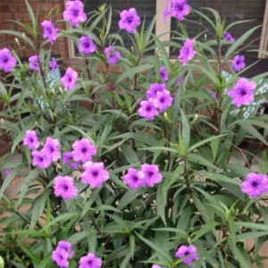 Pack 5 Mexican Petunias Live Plants - Ruella Simplex Petunia Plants for Outdoor Planting - 6 to 8 Inch Tall - Vibrant Blooms for Gardens, Purple