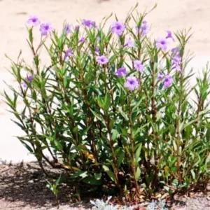 Pack 5 Mexican Petunias Live Plants - Ruella Simplex Petunia Plants for Outdoor Planting - 6 to 8 Inch Tall - Vibrant Blooms for Gardens, Purple