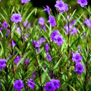 Pack 5 Mexican Petunias Live Plants - Ruella Simplex Petunia Plants for Outdoor Planting - 6 to 8 Inch Tall - Vibrant Blooms for Gardens, Purple