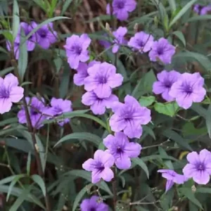 Pack 5 Mexican Petunias Live Plants - Ruella Simplex Petunia Plants for Outdoor Planting - 6 to 8 Inch Tall - Vibrant Blooms for Gardens, Purple