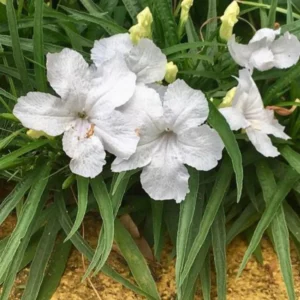 Pack 5 Mexican Petunias Live Plants - Ruella Simplex Petunia Plants for Outdoor Planting - 6 to 8 Inch Tall - Vibrant Blooms for Gardens, White