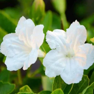 Pack 5 Mexican Petunias Live Plants - Ruella Simplex Petunia Plants for Outdoor Planting - 6 to 8 Inch Tall - Vibrant Blooms for Gardens, White