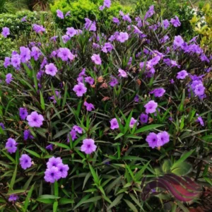 Pack 5 Mexican Petunias Live Plants - Ruella Simplex Petunia Plants for Outdoor Planting - 6 to 8 Inch Tall - Vibrant Blooms for Gardens, Purple