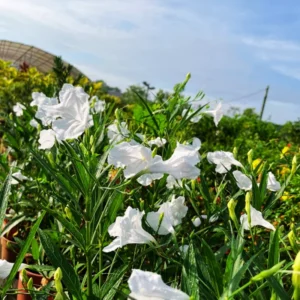Pack 5 Mexican Petunias Live Plants - Ruella Simplex Petunia Plants for Outdoor Planting - 6 to 8 Inch Tall - Vibrant Blooms for Gardens, White
