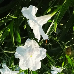 Pack 5 Mexican Petunias Live Plants - Ruella Simplex Petunia Plants for Outdoor Planting - 6 to 8 Inch Tall - Vibrant Blooms for Gardens, White