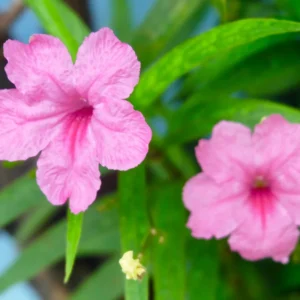 Pack 2 Hardy Mexican Petunia Live Plants - Ruellia Simplex Petunia Plants for Outdoor Gardens - 6 to 8 Inch Tall - Flowering Plants, Pink