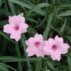 Pack 2 Hardy Mexican Petunia Live Plants - Ruellia Simplex Petunia Plants for Outdoor Gardens - 6 to 8 Inch Tall - Flowering Plants, Pink