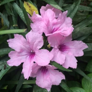 Pack 2 Hardy Mexican Petunia Live Plants - Ruellia Simplex Petunia Plants for Outdoor Gardens - 6 to 8 Inch Tall - Flowering Plants, Pink