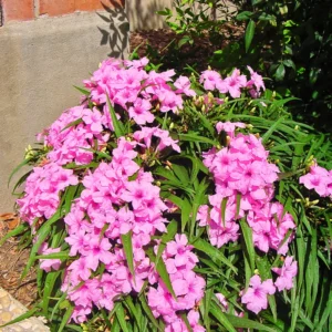 Pack 2 Hardy Mexican Petunia Live Plants - Ruellia Simplex Petunia Plants for Outdoor Gardens - 6 to 8 Inch Tall - Flowering Plants, Pink