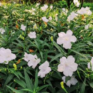 Pack 5 Mexican Petunias Live Plants - Ruella Simplex Petunia Plants for Outdoor Planting - 6 to 8 Inch Tall - Vibrant Blooms for Gardens, White