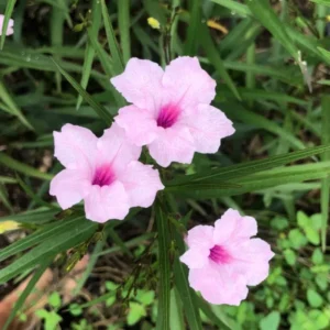 Pack 2 Hardy Mexican Petunia Live Plants - Ruellia Simplex Petunia Plants for Outdoor Gardens - 6 to 8 Inch Tall - Flowering Plants, Pink