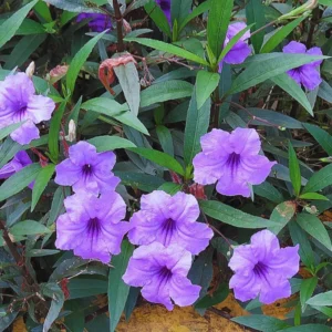 Pack 2 Hardy Mexican Petunia Live Plants - Ruellia Simplex Petunia Plants for Outdoor Gardens - 6 to 8 Inch Tall - Flowering Plants, Purple