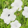 Pack 2 Hardy Mexican Petunia Live Plants - Ruellia Simplex Petunia Plants for Outdoor Gardens - 6 to 8 Inch Tall - Flowering Plants, White