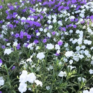 Pack 2 Hardy Mexican Petunia Live Plants - Ruellia Simplex Petunia Plants for Outdoor Gardens - 6 to 8 Inch Tall - Flowering Plants, White