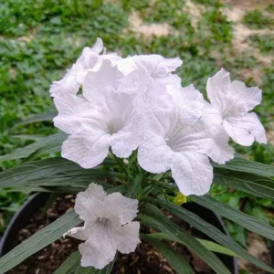 Pack 2 Hardy Mexican Petunia Live Plants - Ruellia Simplex Petunia Plants for Outdoor Gardens - 6 to 8 Inch Tall - Flowering Plants, White