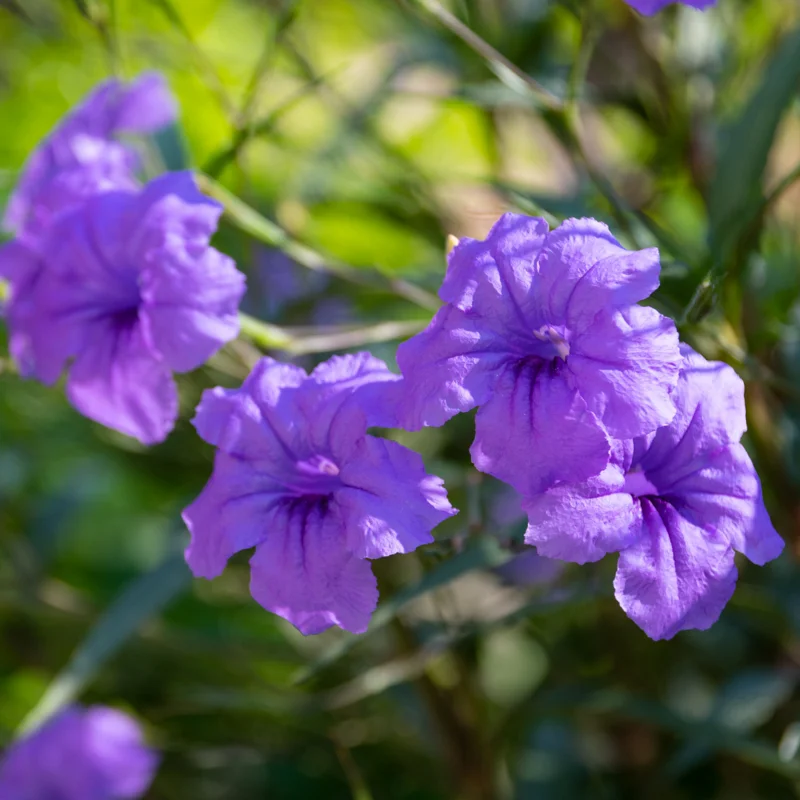Pack 4 of 6 to 8 Inch Tall Mexican Petunia Plants For Planting Outdoors, Mexican Petunias Live Plants Pink, Mexican Petunia Ruellia, Purple
