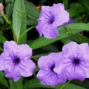Pack 4 of 6 to 8 Inch Tall Mexican Petunia Plants For Planting Outdoors, Mexican Petunias Live Plants Pink, Mexican Petunia Ruellia, Purple