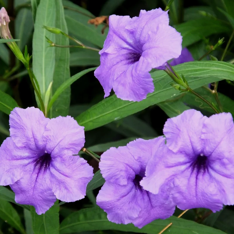 Pack 4 of 6 to 8 Inch Tall Mexican Petunia Plants For Planting Outdoors, Mexican Petunias Live Plants Pink, Mexican Petunia Ruellia, Purple