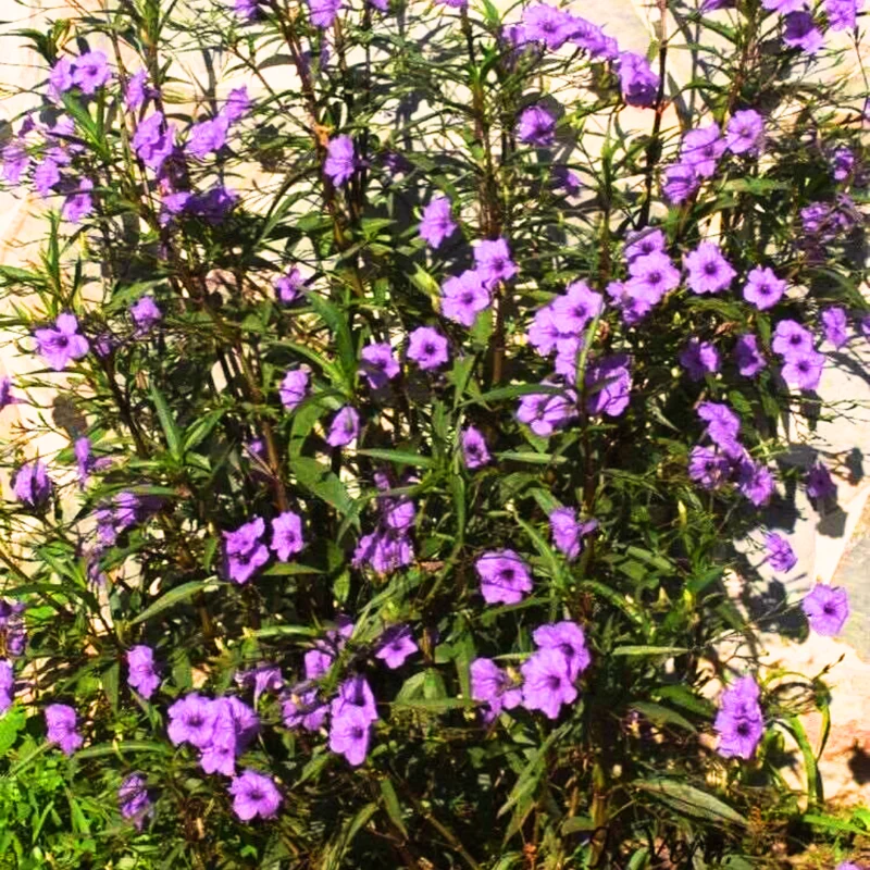 Pack 4 of 6 to 8 Inch Tall Mexican Petunia Plants For Planting Outdoors, Mexican Petunias Live Plants Pink, Mexican Petunia Ruellia, Purple