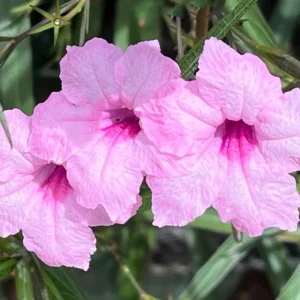 Pack 4 of 6 to 8 Inch Tall Mexican Petunia Plants For Planting Outdoors, Mexican Petunias Live Plants Pink, Mexican Petunia Ruellia, Pink
