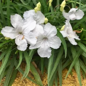 Pack 4 of 6 to 8 Inch Tall Mexican Petunia Plants For Planting Outdoors, Mexican Petunias Live Plants Pink, Mexican Petunia Ruellia, White