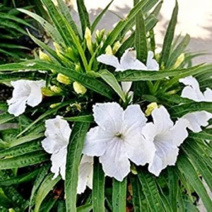 Pack 4 of 6 to 8 Inch Tall Mexican Petunia Plants For Planting Outdoors, Mexican Petunias Live Plants Pink, Mexican Petunia Ruellia, White