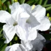 Pack 4 of 6 to 8 Inch Tall Mexican Petunia Plants For Planting Outdoors, Mexican Petunias Live Plants Pink, Mexican Petunia Ruellia, White