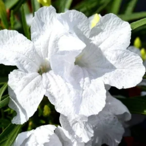 Pack 4 of 6 to 8 Inch Tall Mexican Petunia Plants For Planting Outdoors, Mexican Petunias Live Plants Pink, Mexican Petunia Ruellia, White