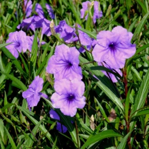 Pack 4 of 6 to 8 Inch Tall Mexican Petunia Plants For Planting Outdoors, Mexican Petunias Live Plants Pink, Mexican Petunia Ruellia, Purple
