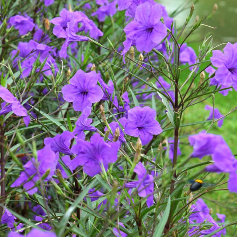 Pack 4 of 6 to 8 Inch Tall Mexican Petunia Plants For Planting Outdoors, Mexican Petunias Live Plants Pink, Mexican Petunia Ruellia, Purple