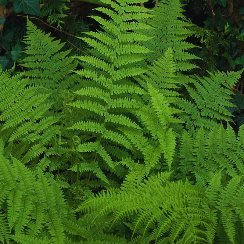 Live Ostrich Fern Plants, 20 Fern Roots, Fern Plants Outdoor, Fern Live Plants for Gardening, Fern Starter Plant