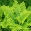 Set of 5 Ostrich Fern Roots, Live Fern Plants, Fern Live Plants, Fern Starter Plants, Fern Plant Live for Growing
