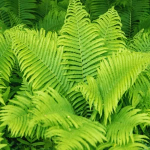 20 Ostrich Fern Rhizomes for Planting, Fern Live Plants, Live Fern Plants, Fern Starter Plants, Fern Plants Outdoor