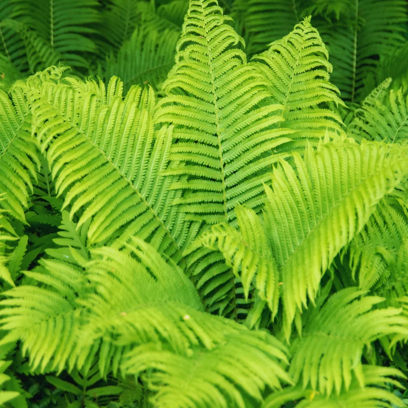 20 Ostrich Fern Rhizomes for Planting, Fern Live Plants, Live Fern Plants, Fern Starter Plants, Fern Plants Outdoor