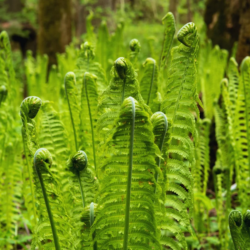 Live Ostrich Fern Plants, 20 Fern Roots, Fern Plants Outdoor, Fern Live Plants for Gardening, Fern Starter Plant