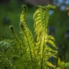 Live Ostrich Fern Plants, 20 Fern Roots, Fern Plants Outdoor, Fern Live Plants for Gardening, Fern Starter Plant