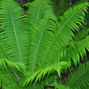 Live Ostrich Fern Plants, 5 Fern Roots, Fern Plants Outdoor, Fern Live Plants for Gardening, Fern Starter Plant