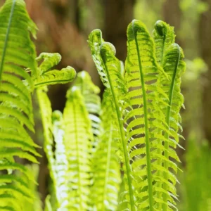 Live Ostrich Fern Plants, 5 Fern Roots, Fern Plants Outdoor, Fern Live Plants for Gardening, Fern Starter Plant