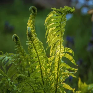 Live Ostrich Fern Plants, 5 Fern Roots, Fern Plants Outdoor, Fern Live Plants for Gardening, Fern Starter Plant