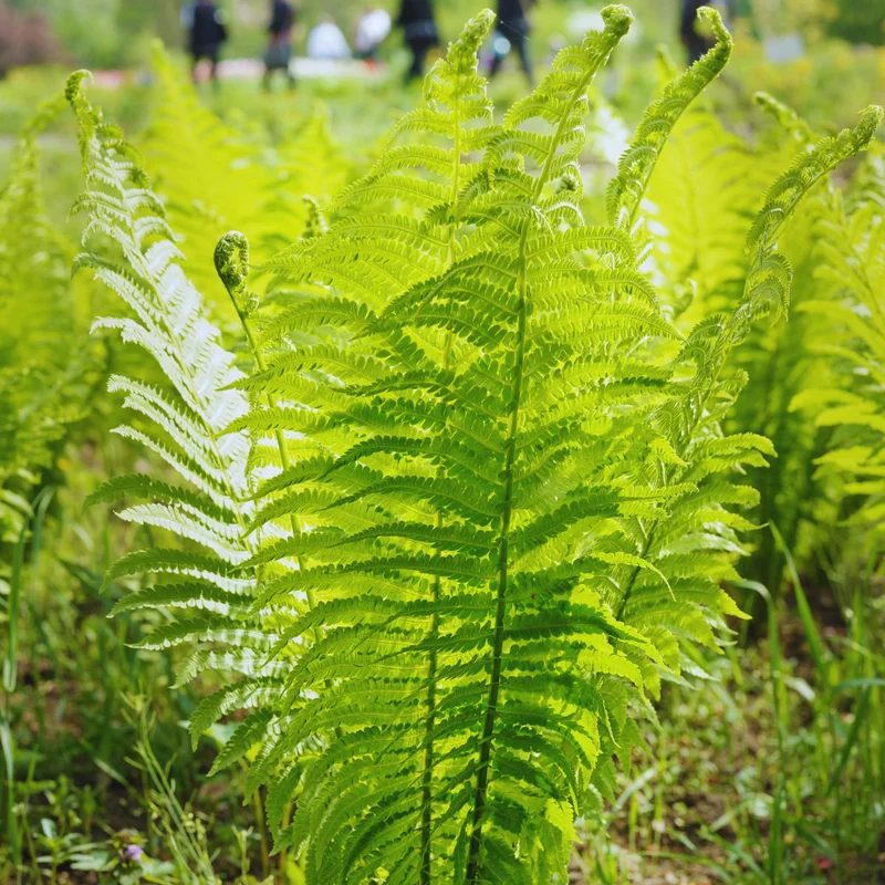 Live Ostrich Fern Plants, 20 Fern Roots, Fern Plants Outdoor, Fern Live Plants for Gardening, Fern Starter Plant