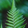 Set of 20 Hay Scented Fern Roots, Live Fern Plants, Fern Live Plants, Fern Starter Plants, Fern Plant Live for Growing