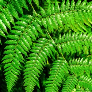 Set of 20 Hay Scented Fern Roots, Live Fern Plants, Fern Live Plants, Fern Starter Plants, Fern Plant Live for Growing