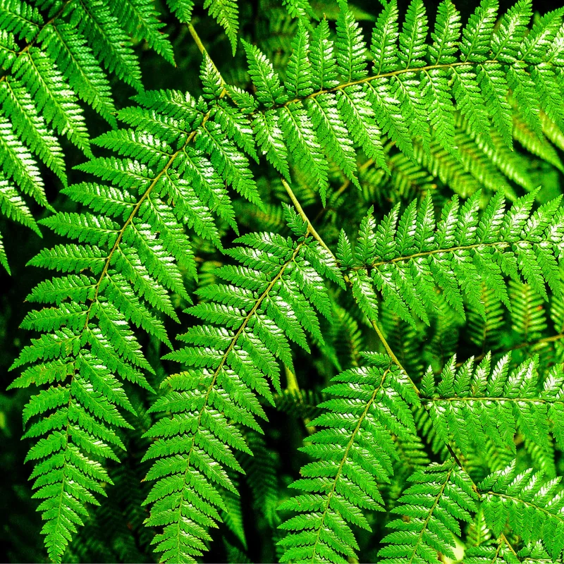 Set of 20 Hay Scented Fern Roots, Live Fern Plants, Fern Live Plants, Fern Starter Plants, Fern Plant Live for Growing