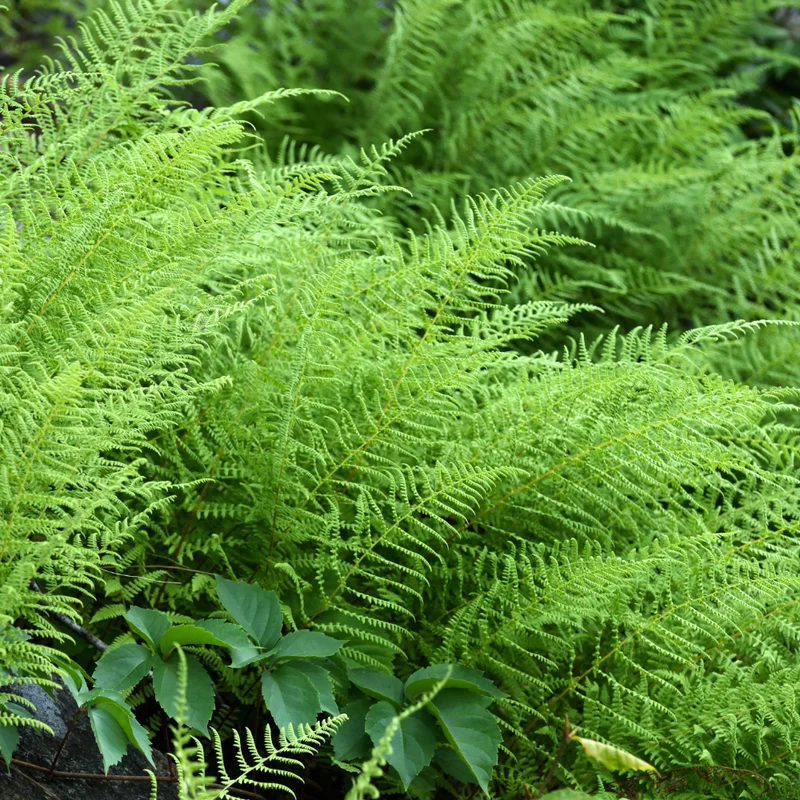 Set of 20 Hay Scented Fern Roots, Live Fern Plants, Fern Live Plants, Fern Starter Plants, Fern Plant Live for Growing
