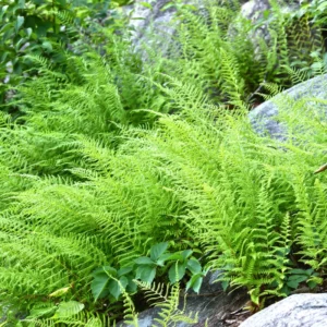 Set of 20 Hay Scented Fern Roots, Live Fern Plants, Fern Live Plants, Fern Starter Plants, Fern Plant Live for Growing