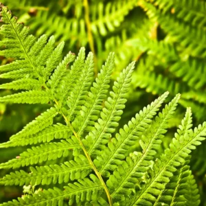 Set of 20 Hay Scented Fern Roots, Live Fern Plants, Fern Live Plants, Fern Starter Plants, Fern Plant Live for Growing