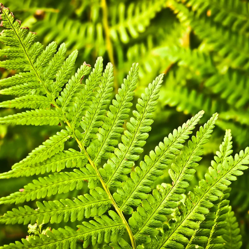 Set of 20 Hay Scented Fern Roots, Live Fern Plants, Fern Live Plants, Fern Starter Plants, Fern Plant Live for Growing