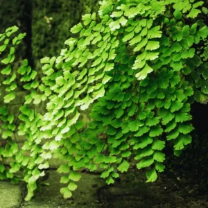 Set of 5 Maidenhair Fern Roots, Live Fern Plants, Fern Live Plants, Fern Starter Plants, Fern Plant Live for Growing