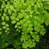 Set of 5 Maidenhair Fern Roots, Live Fern Plants, Fern Live Plants, Fern Starter Plants, Fern Plant Live for Growing